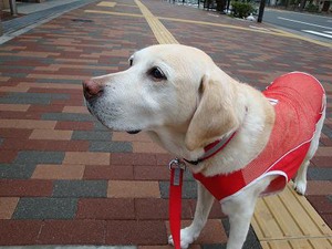足湯でダイコンがニンジンへ