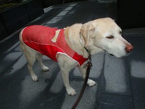 足湯でダイコンがニンジンへ
