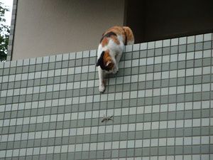 ペットと行ける夢のバスツアー『わんばす』