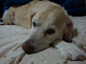 犬の写真の撮り方【後編】
