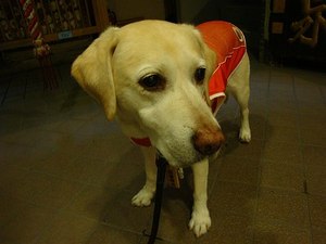鎮痛剤とマイケルジャクソン