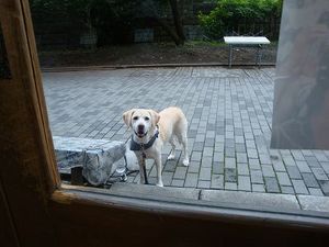 ドッグフードジプシー