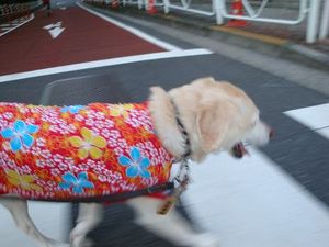 日本ワンワン党に清き一票を