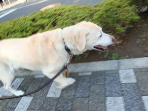 ペット専門の飛行機「ペット・エアウェイズ」