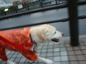 夏に美味しい『冷製パスタ』