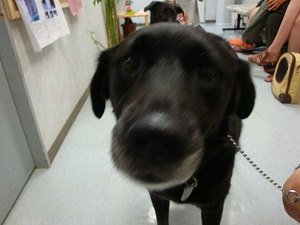 救われた犬や猫達の写真展
