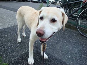 犬用AEDってないのかな?
