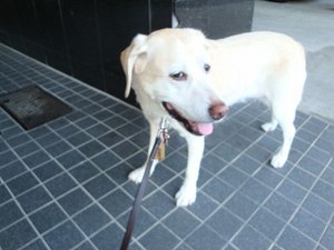 犬用AEDってないのかな?