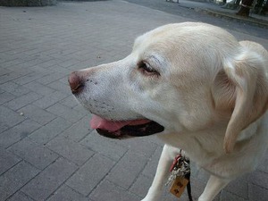 犬用AEDってないのかな?