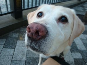 犬用AEDってないのかな?
