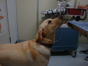 ハアハアしちゃった原因は?