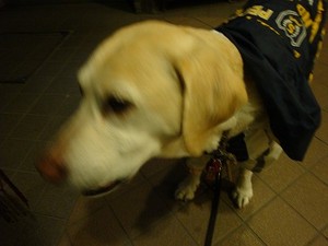 脳幹活性ペンダント・イフ