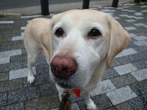 鎮痛剤ボルタレンの恐怖!