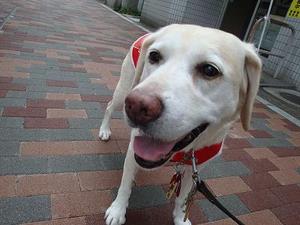 リベンジ!!『愛犬と一緒に泊れるホテル』