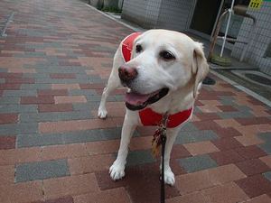 吠え癖も、お行儀が悪いのも損だよん
