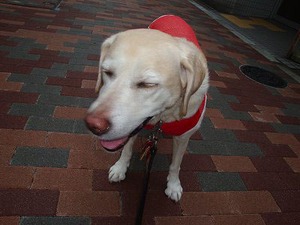 吠え癖も、お行儀が悪いのも損だよん