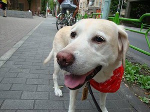 蔵前と品川、『愛犬と一緒に泊れるホテル』