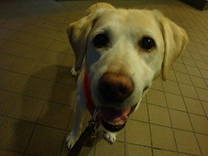 吠え癖も、お行儀が悪いのも損だよん