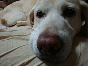 蔵前と品川、『愛犬と一緒に泊れるホテル』