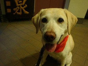 老犬力で(^¬^)ウマウマ♪