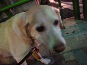 犬の写真の撮り方【後編】