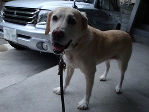 犬の写真の撮り方【後編】