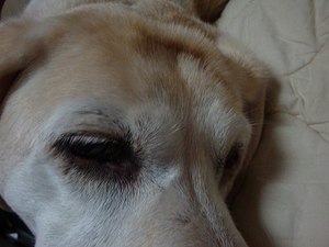 ブログ初心者は困るワン