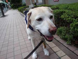 犬文字焼きだって(◎_◎)!