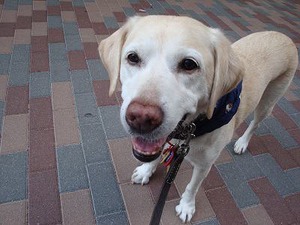 犬文字焼きだって(◎_◎)!