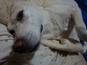 犬の写真の撮り方【後編】
