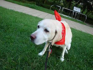 犬の写真の撮り方【後編】
