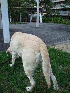 犬の写真の撮り方【後編】