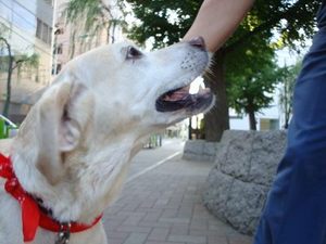 シニア犬の鼓動って…。