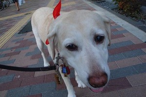 ペット飼育も免許制に!