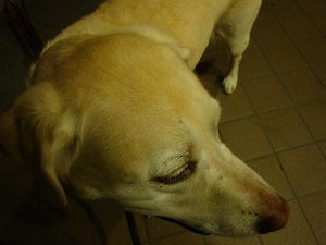 子守唄じゃないってば・・・。