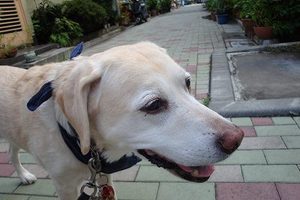 夏の疲れがたまったら・・・。
