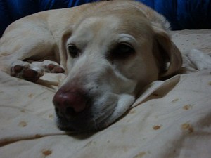 小町麩のサクサクラスク