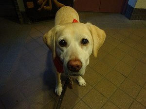 小町麩のサクサクラスク