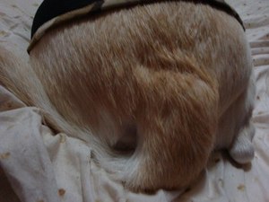 子守唄じゃないってば・・・。