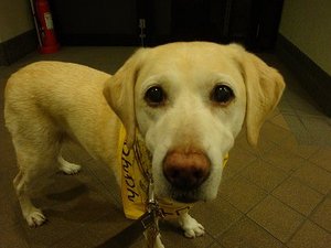 老犬力で(^¬^)ウマウマ♪