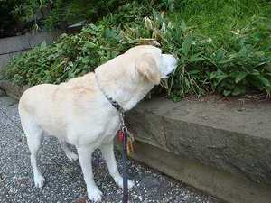 老犬力で(^¬^)ウマウマ♪