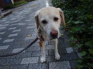 老犬力で(^¬^)ウマウマ♪