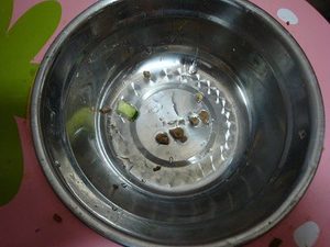 老犬力で(^¬^)ウマウマ♪