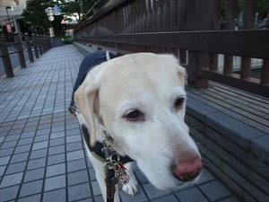 夜の上海ダイニング☆彡