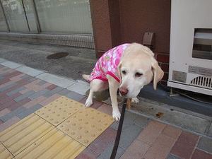 自称・由美かおると『ピンクのレオタード』