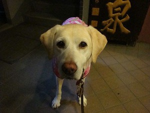 救われた犬や猫達の写真展