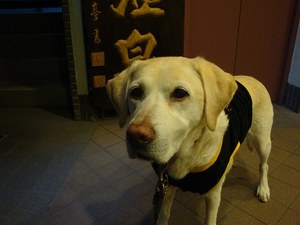 腎臓に良いもの悪いもの