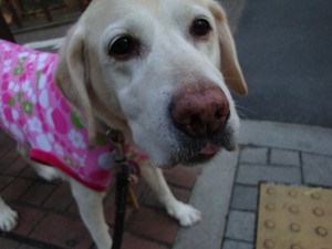 救われた犬や猫達の写真展