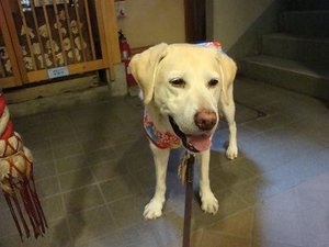 『犬と猫と人間と』-いのちをめぐる旅が始まる-