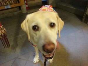 ヴィッキーの日課